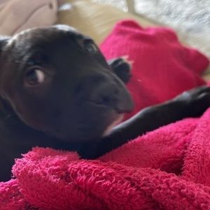 Meet your Posher, Thao